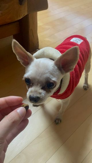[레모나] 강아지 레모나 강아직 영양 간식 4종 택 1 — 5점을 준 리뷰어가 2023년 12월 올린 사용 사진
