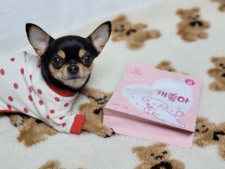 My Pet Care 천연단백질 관절건강에 개좋아 — 5점을 준 리뷰어가 2021년 1월 올린 사용 사진