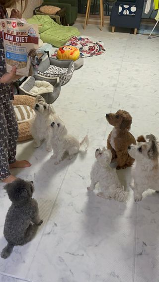 [보장균수500만] 건강한장 프로젝트 강아지사료 보스독 프로바이오틱스 340.19g 2종 — 5점을 준 리뷰어가 2021년 2월 올린 사용 사진