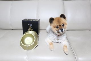 [세싹보울] 세균 싹~ 사라지는 셀앤핏 펫 항균동 애견식기 — 5점을 준 리뷰어가 2021년 6월 올린 사용 사진