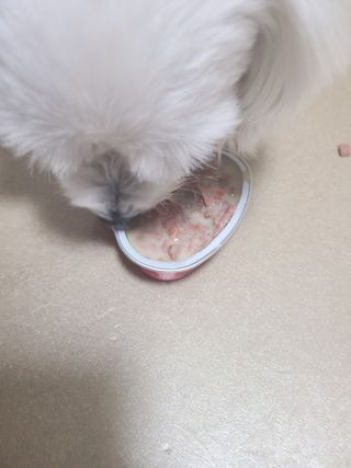 비타크래프트 조에시 하트캔 85g 강아지 습식캔 10캔 — 5점을 준 리뷰어가 2021년 7월 올린 사용 사진