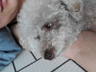 숑봉마미님이 올린 리뷰 사진 3