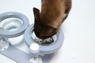 [푸디웜] 라포그 리얼인섹트 소프트키블 스킨 1KG — 4.5점을 준 리뷰어가 2022년 9월 올린 사용 사진