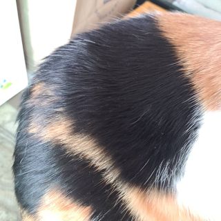 마리앤루이펫샴푸 [mari and louie pet shampoo] — 5점을 준 리뷰어가 2021년 6월 올린 사용 사진