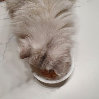 도그퓨어 푸드닭 강아지 닭고기 통살 애견간식 오리지널/차전자피/초록입홍합 — 5점을 준 리뷰어가 2021년 10월 올린 사용 사진
