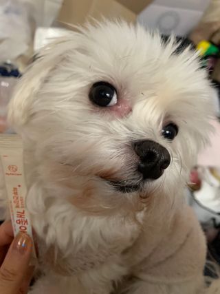 My Pet Care 모발과 모질 피부건강에 개좋아 — 5점을 준 리뷰어가 2021년 1월 올린 사용 사진