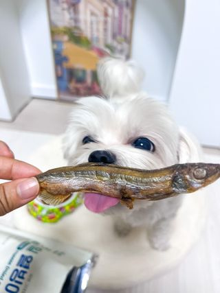 [펫시밀] 원물그대로 영양듬뿍 동결건조 왕북어트릿300g,왕치킨트릿400g,열빙어트릿300g 대용량 간식 — 5점을 준 리뷰어가 2023년 5월 올린 사용 사진