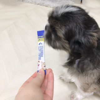 씨디랩 장 건강과 구강 건강을 한 번에 더블락토 강아지 고양이 유산균 — 5점을 준 리뷰어가 2021년 1월 올린 사용 사진