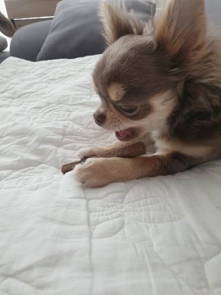 My Pet Care 천연단백질 치아건강에 개좋아 — 1점을 준 리뷰어가 2021년 1월 올린 사용 사진