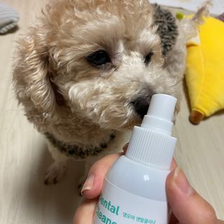 [댕모어 클리너 3종] 아이클리너 / 이어클리너 / 덴탈클리너 3종 세트 (120ml) — 5점을 준 리뷰어가 2023년 10월 올린 사용 사진
