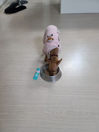 펫시랩 반려견용 액상 프리바이오틱스 아쿠아펫 — 5점을 준 리뷰어가 2021년 1월 올린 사용 사진