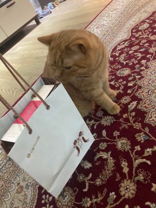 서울약사신협_투데이홍삼정플러스스틱_10g x 30포 — 5점을 준 리뷰어가 2021년 5월 올린 사용 사진