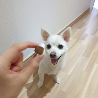 My Pet Care 천연단백질 관절건강에 개좋아 — 5점을 준 리뷰어가 2021년 3월 올린 사용 사진