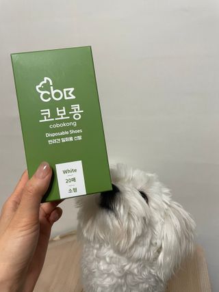 코보콩 에어슈즈 강아지 일회용 신발 소용량 패키지 20매 초경량  미끄럼방지 실내외 겸용 — 4.5점을 준 리뷰어가 2022년 2월 올린 사용 사진