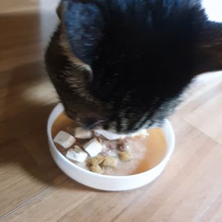 비타크래프트 고양이 수프 50g 3가지맛 x4팩씩 총 12팩 — 4.5점을 준 리뷰어가 2021년 8월 올린 사용 사진
