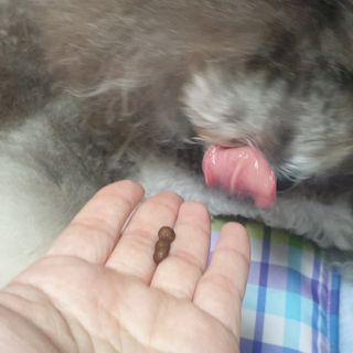 펫21 그로그로 5종 강아지 고양이 반려동물 한방 영양제 — 4점을 준 리뷰어가 2021년 11월 올린 사용 사진