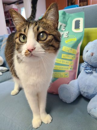 [미유박스] 울티메이트 벤토나이트 오리지널 11.8kg — 5점을 준 리뷰어가 2024년 5월 올린 사용 사진