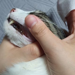 [자유펫] 고양이 턱드름 여드름 예방 및 제거 세트, 블랙씨드케어박스 — 5점을 준 리뷰어가 2021년 10월 올린 사용 사진