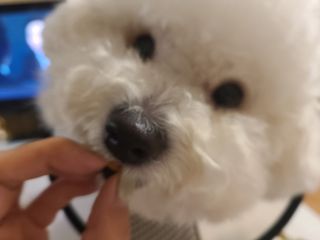 페페로니 진짜 오메가3 연어+소고기 180g+180g — 5점을 준 리뷰어가 2021년 7월 올린 사용 사진
