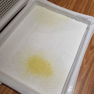 냥아치들님이 올린 리뷰 사진 3