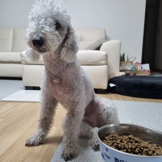 영국 바이탈린 강아지 애견사료 2kg — 5점을 준 리뷰어가 2021년 6월 올린 사용 사진