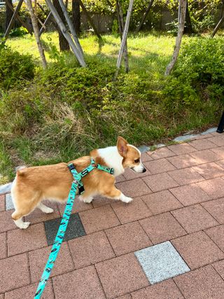 럽쏘이님이 올린 리뷰 사진 3