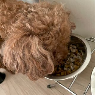 My Pet Care 모발과 모질 피부건강에 개좋아 — 4점을 준 리뷰어가 2021년 4월 올린 사용 사진