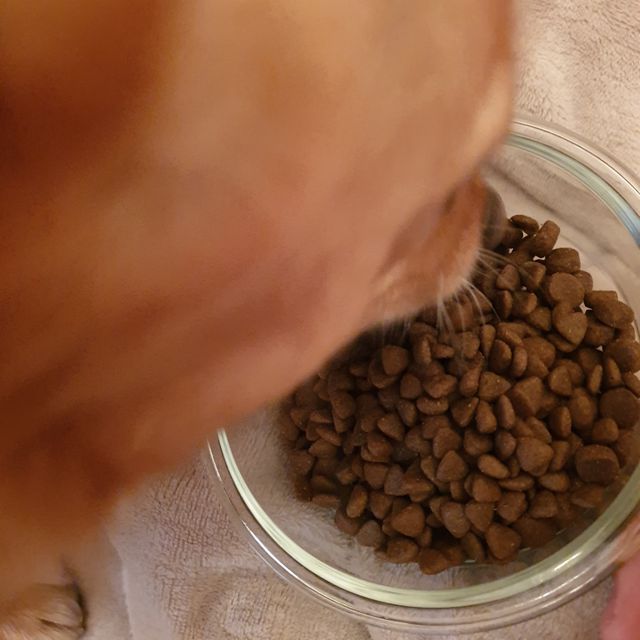 [풀무원아미오] 건강담은식단 1kg 3종 리뷰 사진