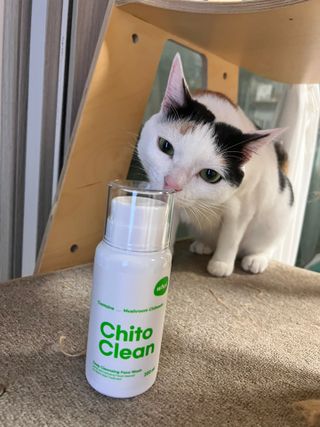 whol 키토클린 200ml - 항균항바이러스 강아지 눈 코 입 귀 세정탈취 고양이 턱드름제거 무향 워터리스 대용량 — 5점을 준 리뷰어가 2022년 10월 올린 사용 사진