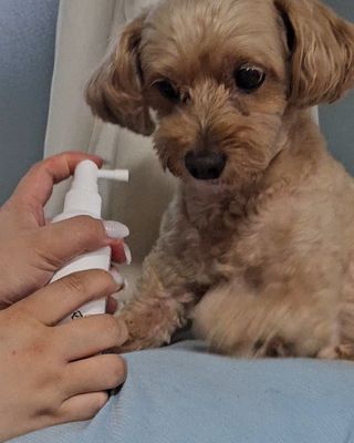 프리[경남제약 레모나x댕모어]  강아지 고양이 구취제거 충치 예방 덴탈클리너 120ml — 5점을 준 리뷰어가 2024년 7월 올린 사용 사진