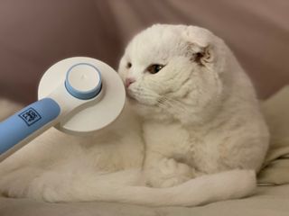 화이집사님이 올린 리뷰 사진 1