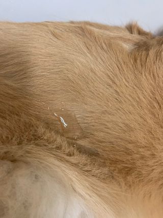 마리앤루이펫샴푸 [mari and louie pet shampoo] — 4.5점을 준 리뷰어가 2021년 6월 올린 사용 사진