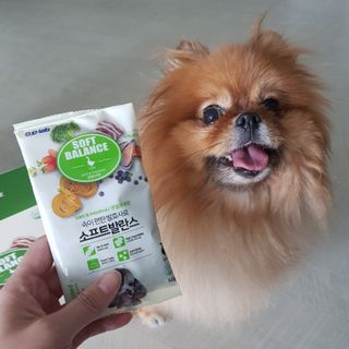 씨디랩 속이 편한 강아지 사료 소프트발란스 기호성 좋은 발효사료 피부와 위장 관절과 위장 — 5점을 준 리뷰어가 2021년 3월 올린 사용 사진