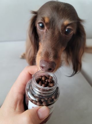펫21 그로그로 5종 강아지 고양이 반려동물 한방 영양제 — 4점을 준 리뷰어가 2021년 11월 올린 사용 사진