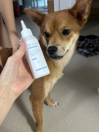 [댕모어 클리너 3종] 아이클리너 / 이어클리너 / 덴탈클리너 3종 세트 (120ml) — 5점을 준 리뷰어가 2023년 10월 올린 사용 사진