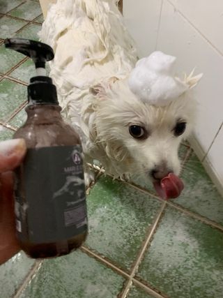 마리앤루이펫샴푸 [mari and louie pet shampoo] — 5점을 준 리뷰어가 2021년 5월 올린 사용 사진