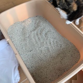 겟플렉스 켓플렉스 캣츠룸BS-1 고양이모래 4kg — 1.5점을 준 리뷰어가 2021년 2월 올린 사용 사진