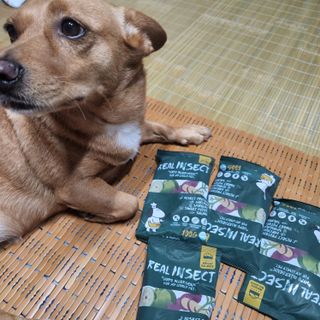 [푸디웜] 라포그  리얼인섹트 웨이트밸런스 저알러지 강아지 사료  1.2KG — 5점을 준 리뷰어가 2022년 7월 올린 사용 사진