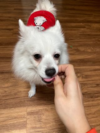 My Pet Care 천연단백질 관절건강에 개좋아 — 4.5점을 준 리뷰어가 2021년 1월 올린 사용 사진