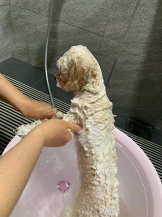 마리앤루이펫샴푸 [mari and louie pet shampoo] — 4점을 준 리뷰어가 2021년 5월 올린 사용 사진