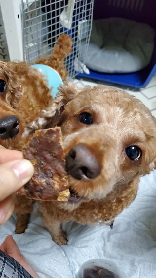 🌈🐩👨‍👩‍👧님이 올린 리뷰 사진 1