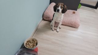 My Pet Care 모발과 모질 피부건강에 개좋아 — 5점을 준 리뷰어가 2021년 2월 올린 사용 사진