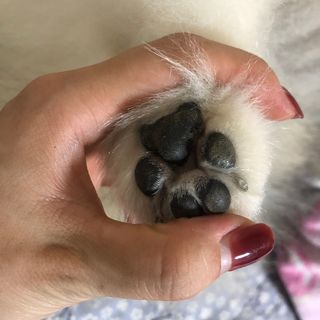 [레드허니밤]자유펫 고양이 강아지 발바닥 밤 14g — 5점을 준 리뷰어가 2021년 10월 올린 사용 사진