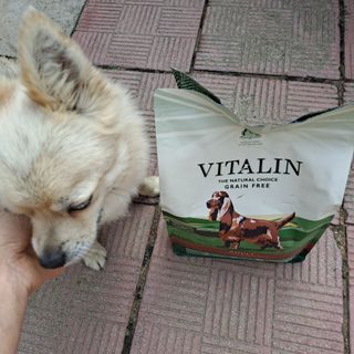 영국 바이탈린 강아지 애견사료 2kg — 5점을 준 리뷰어가 2021년 6월 올린 사용 사진
