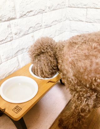 My Pet Care 장건강에 개좋아 — 5점을 준 리뷰어가 2021년 2월 올린 사용 사진