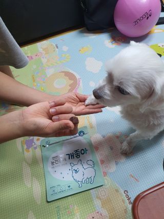 My Pet Care 천연단백질 눈건강에 개좋아 — 5점을 준 리뷰어가 2021년 3월 올린 사용 사진