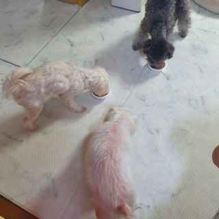 포비맘님이 올린 리뷰 사진 4