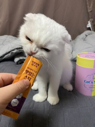 화이집사님이 올린 리뷰 사진 1