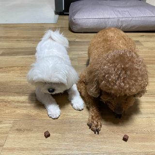 My Pet Care 천연단백질 눈건강에 개좋아 — 5점을 준 리뷰어가 2021년 3월 올린 사용 사진