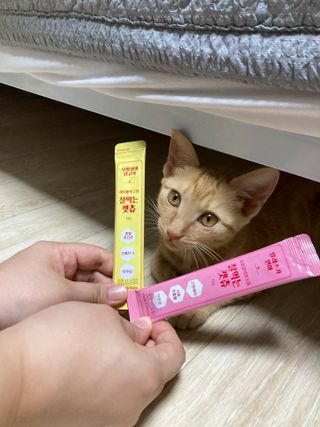 페페로니 잘 먹는 캣츄 - 무항생제 닭고기 12개 + 알래스카 연어 12개 — 5점을 준 리뷰어가 2021년 8월 올린 사용 사진